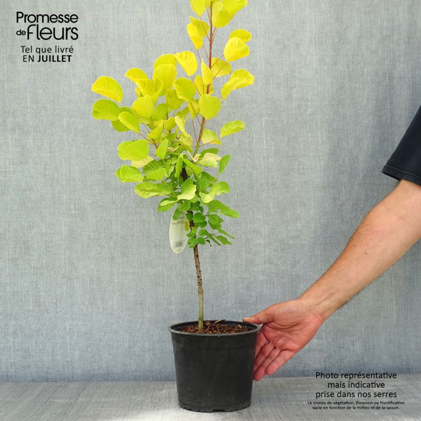 Cotinus coggygria Golden Spirit - Smoke Bush 2L/3L pot sample as delivered in summer