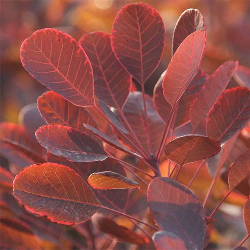 Cotinus coggygria Lilla - Smoke Bush (Foliage)