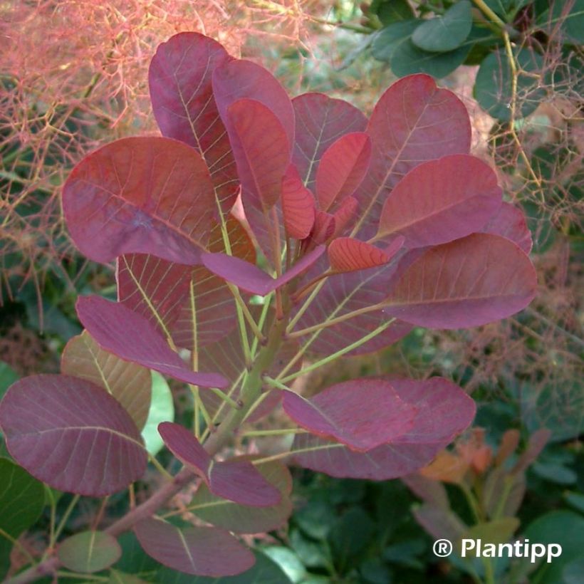 Cotinus coggygria Red Spirit - Smoke Bush (Foliage)