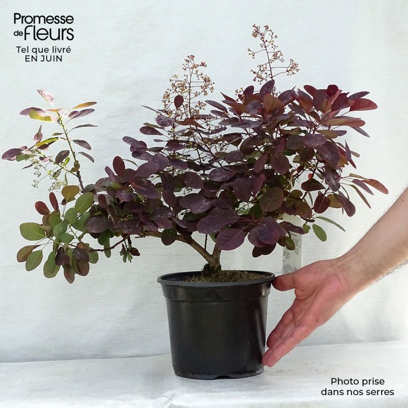 Cotinus coggygria Royal Purple - Smoke Bush 2L/3L pot sample as delivered in summer