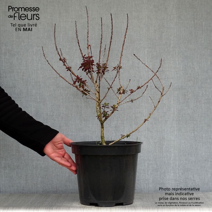 Cotinus coggygria Royal Purple - Smoke Bush sample as delivered in spring