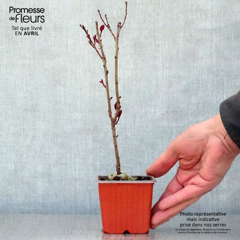 Cotinus coggygria Royal Purple - Smoke Bush sample as delivered in spring