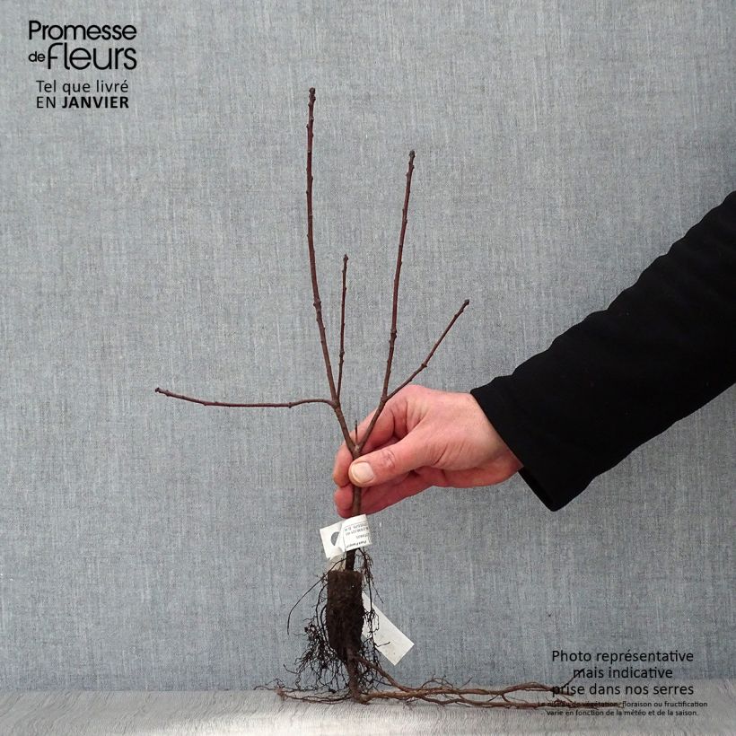 Cotinus coggygria Royal Purple - Smoke Bush Bare root sample as delivered in winter