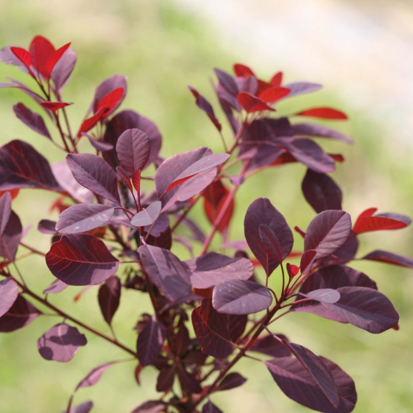 Cotinus coggygria Winecraft Black - Smoke Bush (Foliage)