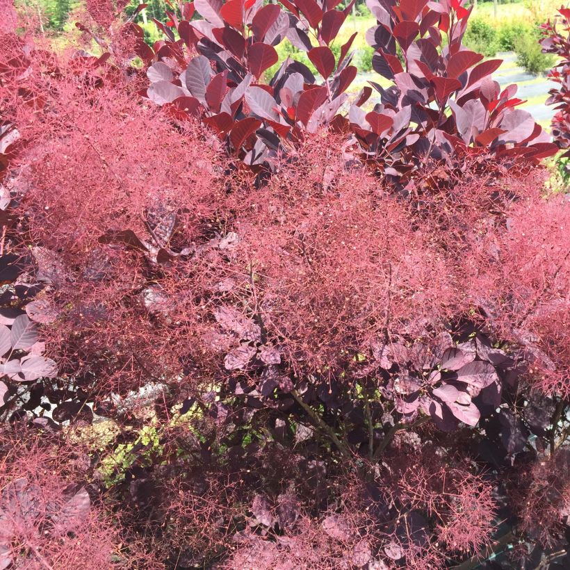 Cotinus coggygria Winecraft Black - Smoke Bush (Flowering)