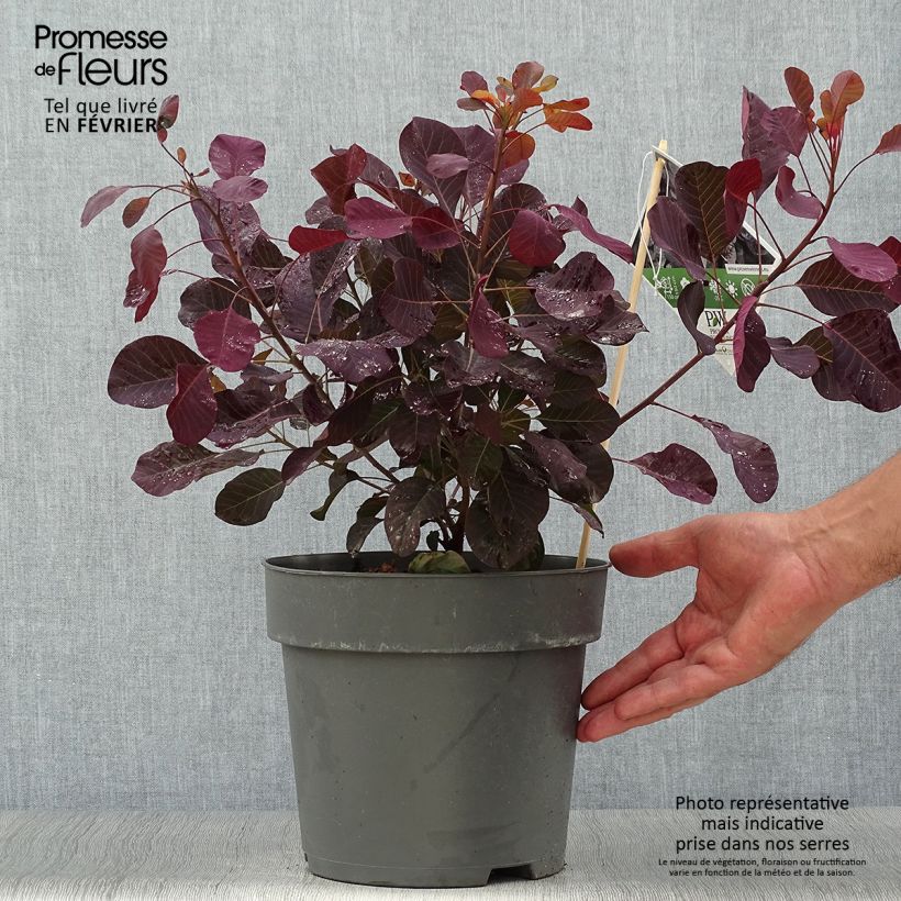 Cotinus coggygria Winecraft Black - Smoke Bush 4L/5L pot sample as delivered in autumn
