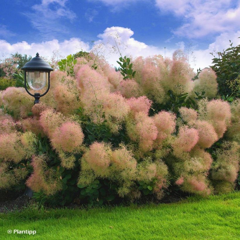 Cotinus coggygria Young Lady - Smoke Bush (Plant habit)