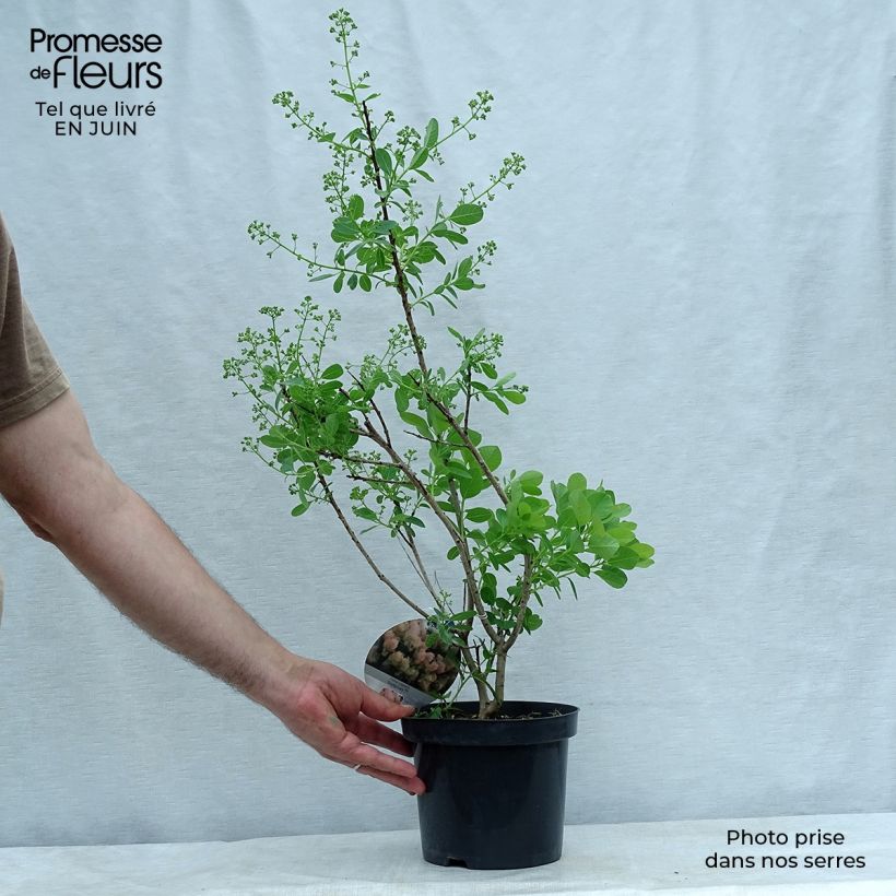 Cotinus coggygria Young Lady - Smoke Bush 2L/3L pot sample as delivered in summer