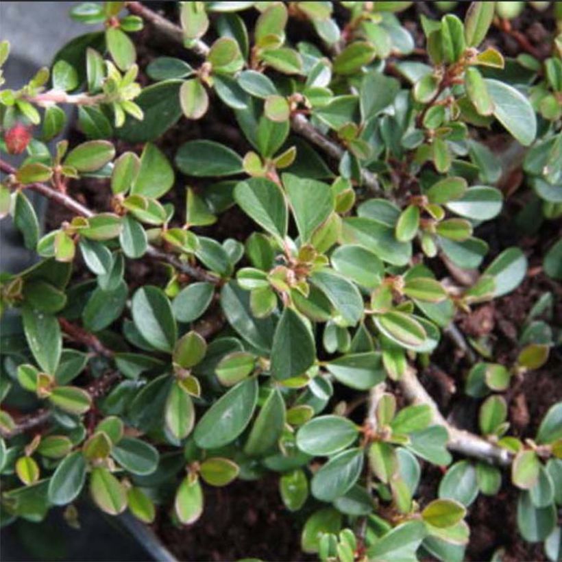 Cotoneaster dammeri Eichholz (Foliage)