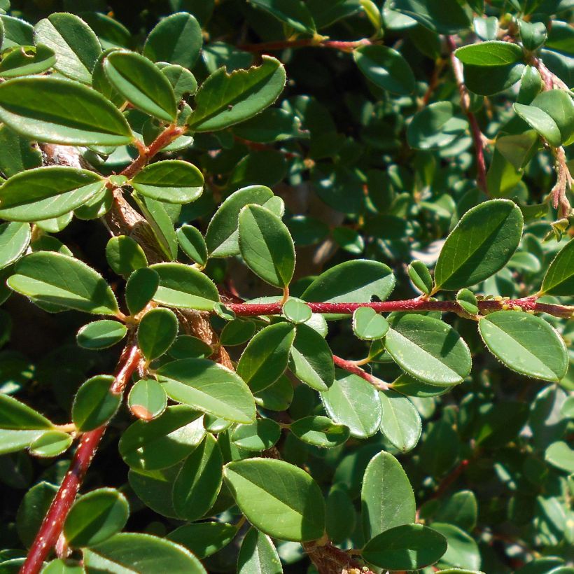 Cotoneaster suecicus Skogholm (Foliage)