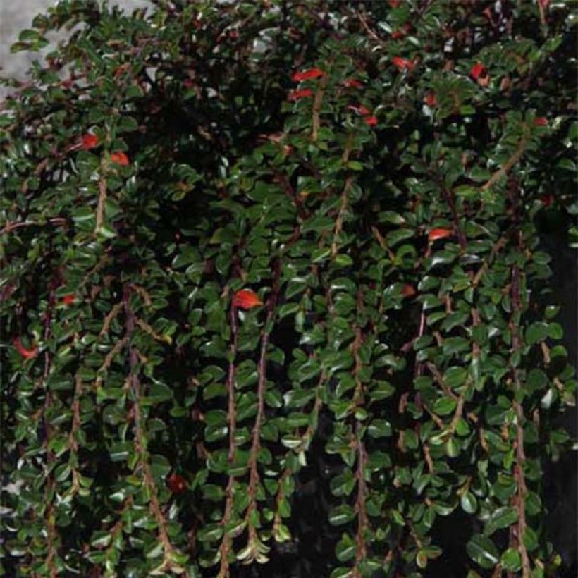 Cotoneaster adpressus Little Gem (Foliage)