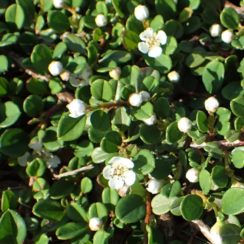 Cotoneaster congestus (Flowering)
