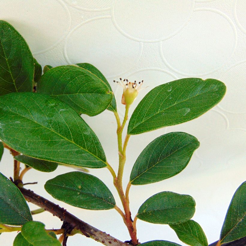 Cotoneaster dammeri (Foliage)