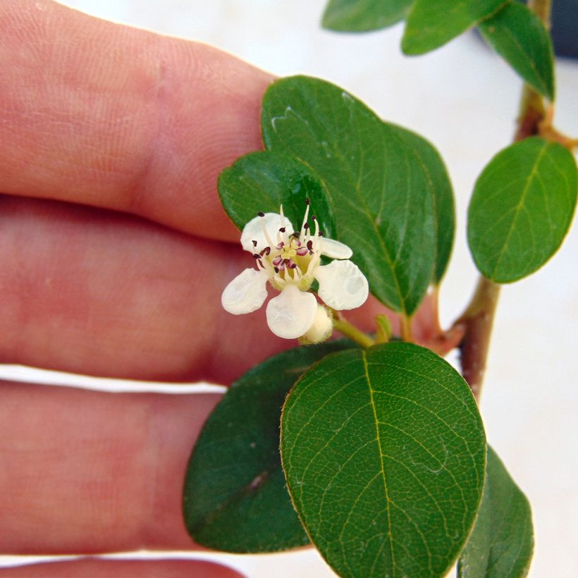 Cotoneaster dammeri (Flowering)