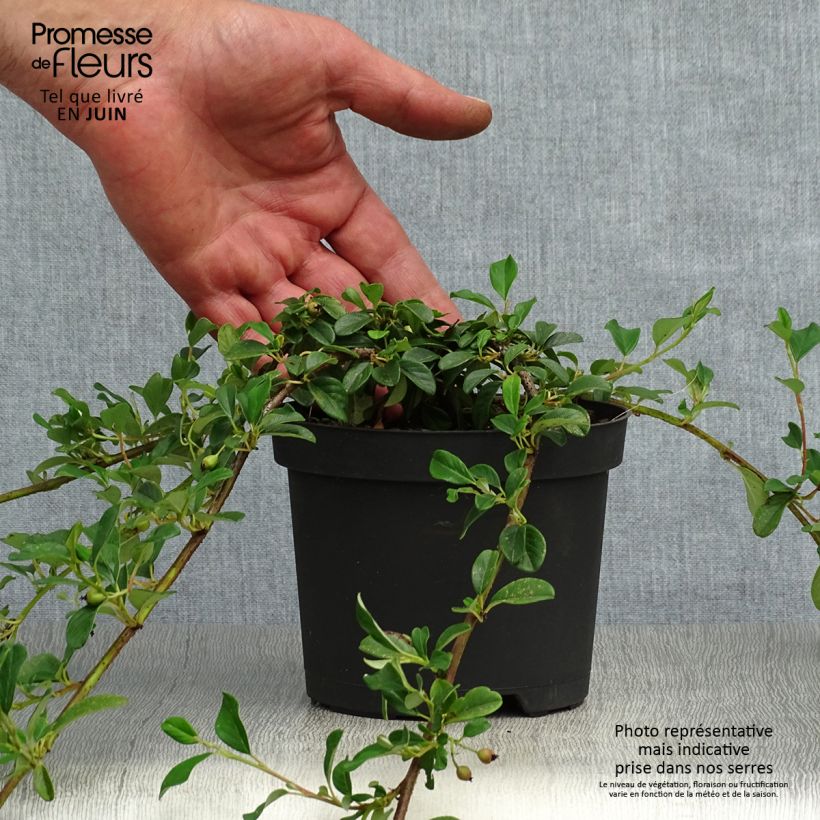 Cotoneaster dammeri 8/9 cm pot sample as delivered in summer