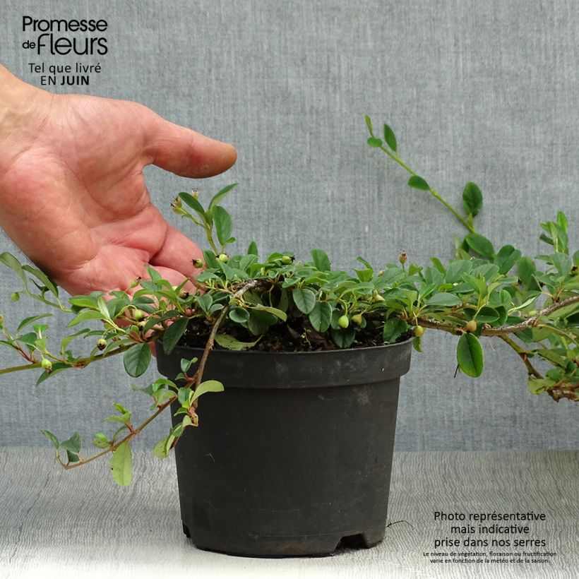 Cotoneaster dammeri 1L/1.5L pot sample as delivered in summer