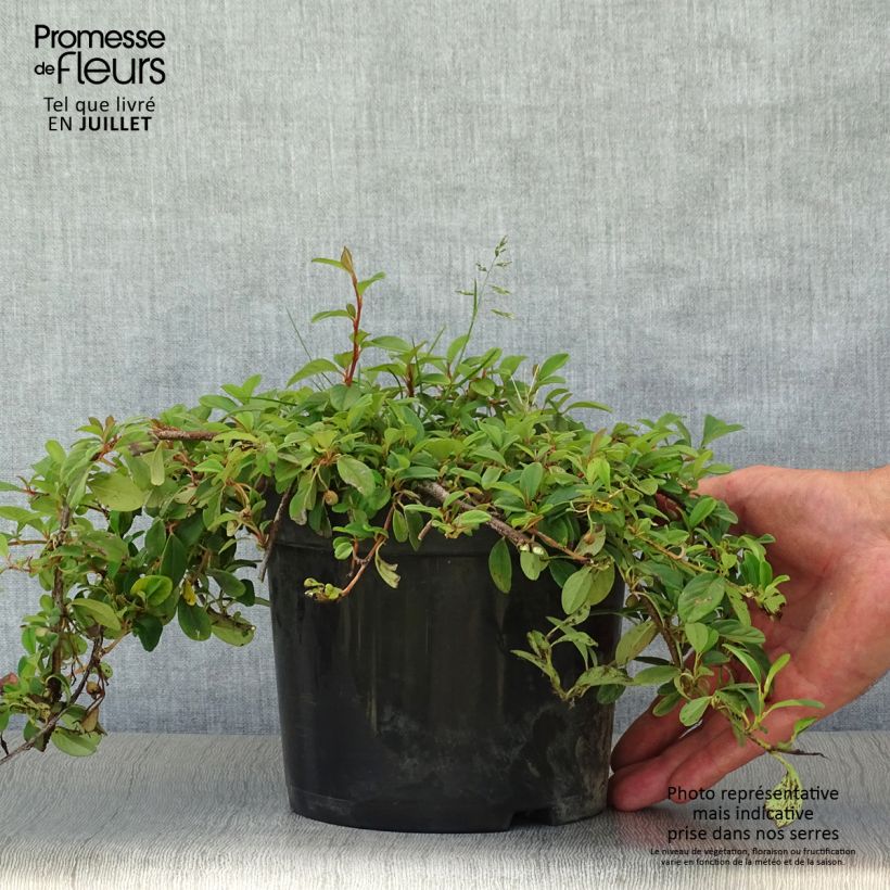 Cotoneaster dammeri 2L/3L pot sample as delivered in summer