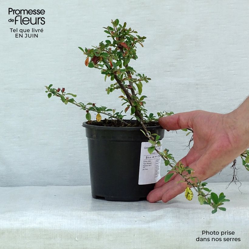 Cotoneaster dammeri Eichholz 1L/1.5L pot sample as delivered in summer