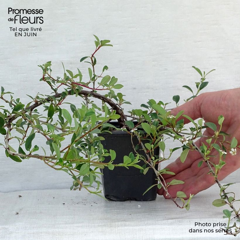 Cotoneaster dammeri Eichholz 8/9 cm pot sample as delivered in summer