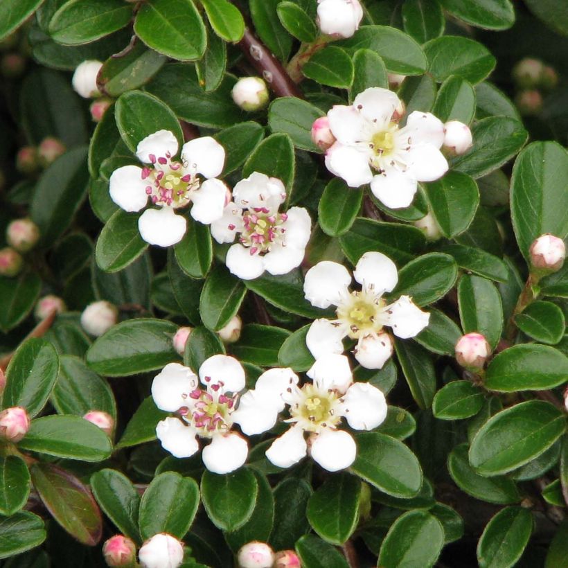 Cotoneaster dammeri Evergreen (Flowering)