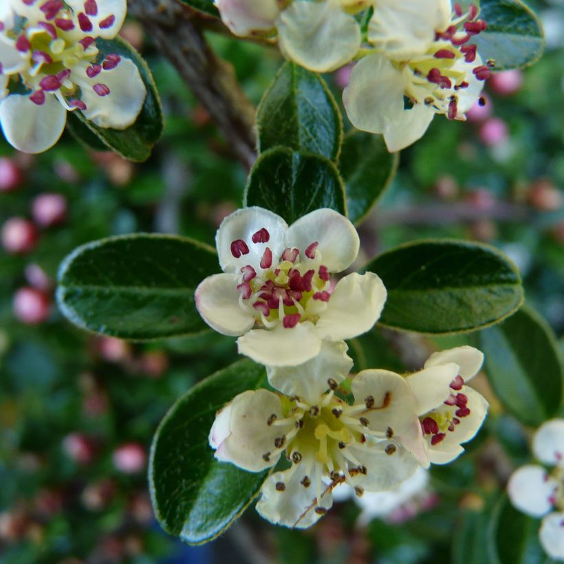 Cotoneaster dammeri Major (Flowering)