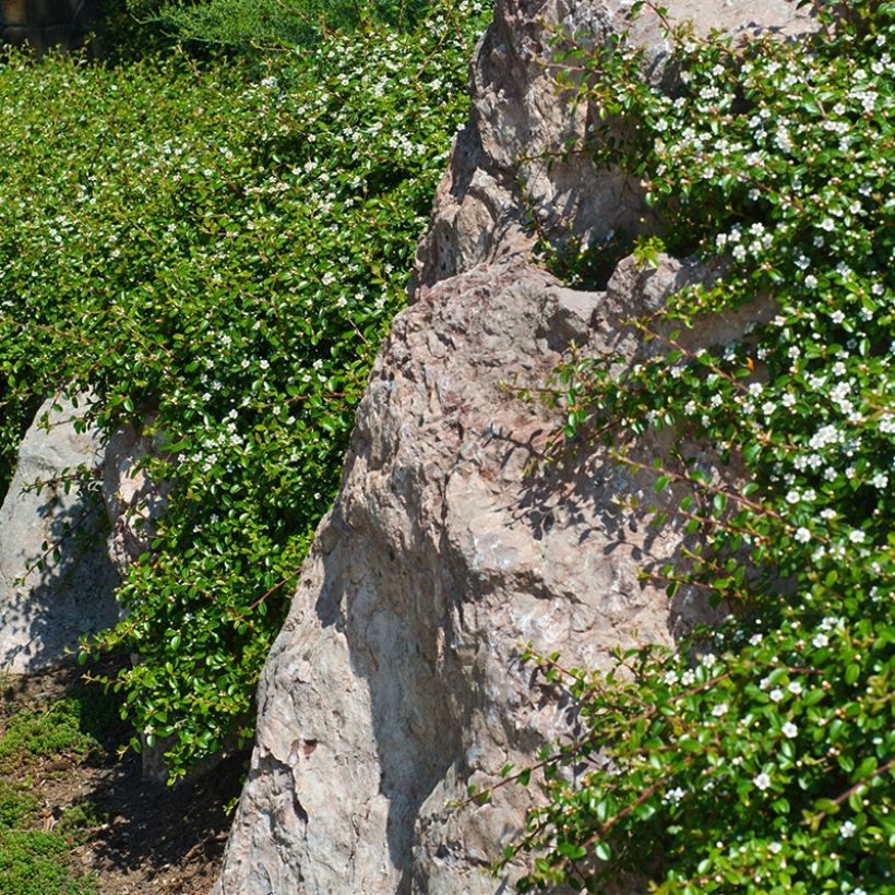 Cotoneaster dammeri Miranda (Plant habit)