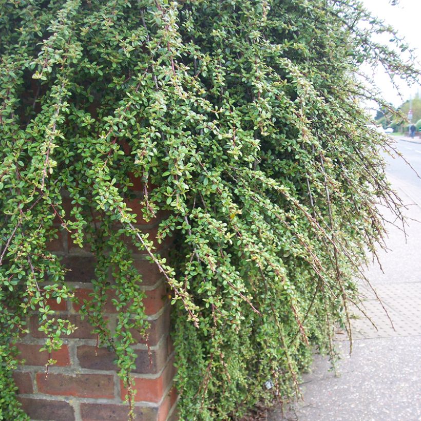 Cotoneaster dammeri Royal Carpet (Plant habit)