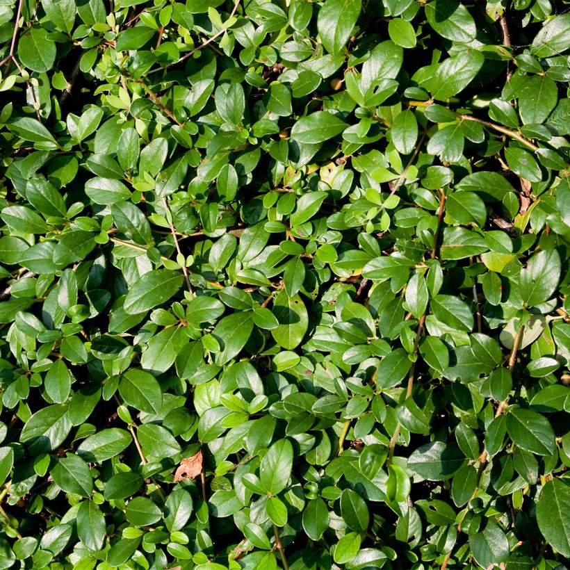 Cotoneaster dammeri Royal Carpet (Foliage)