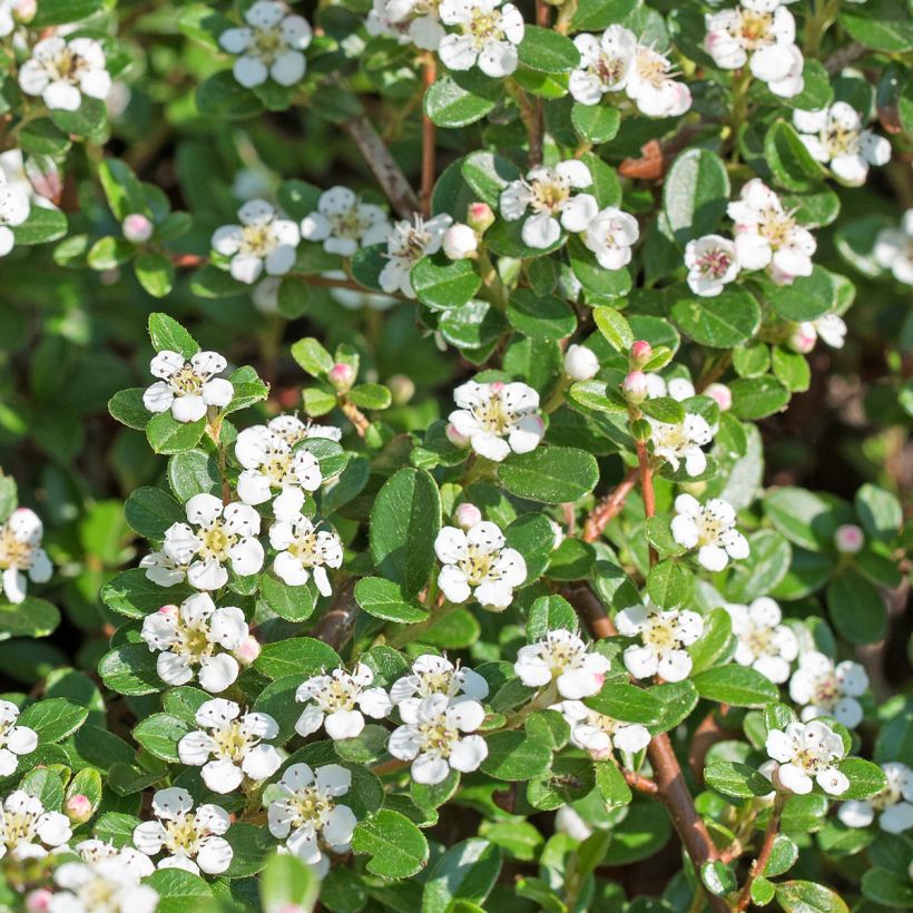 Cotoneaster dammeri Royal Carpet (Flowering)