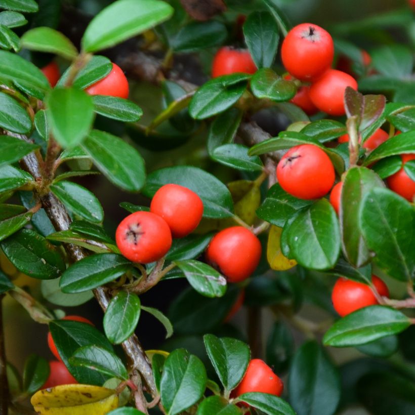 Cotoneaster dammeri Royal Carpet (Harvest)