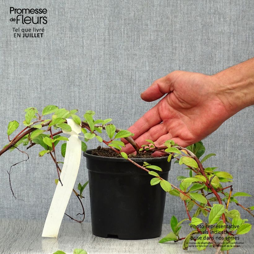 Cotoneaster dammeri Schoon 1L/1.5L pot sample as delivered in summer