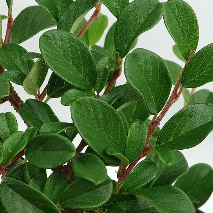Cotoneaster dammeri Schoon (Foliage)