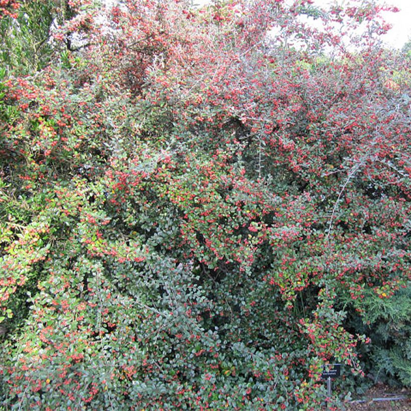 Cotoneaster dielsianus var. elegans (Plant habit)