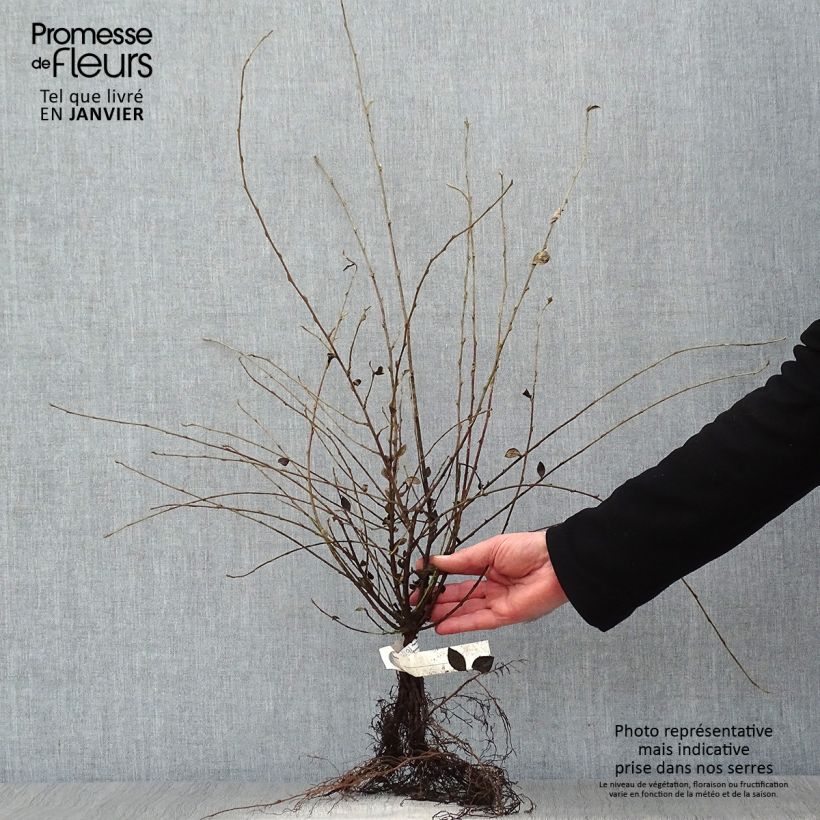 Cotoneaster dielsianus var. elegans Bare root sample as delivered in winter
