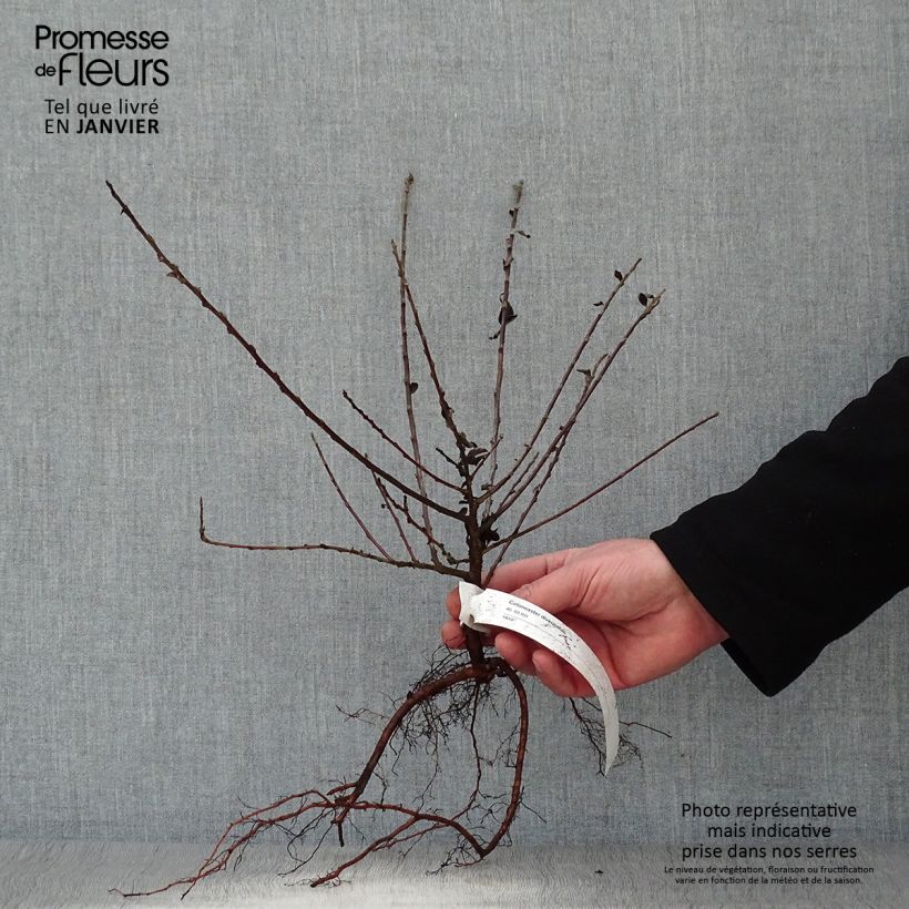 Cotoneaster divaricatus Bare root sample as delivered in winter
