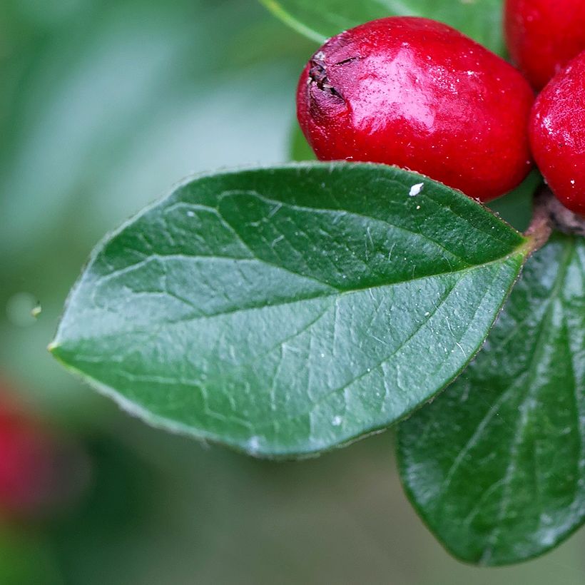 Cotoneaster divaricatus (Foliage)