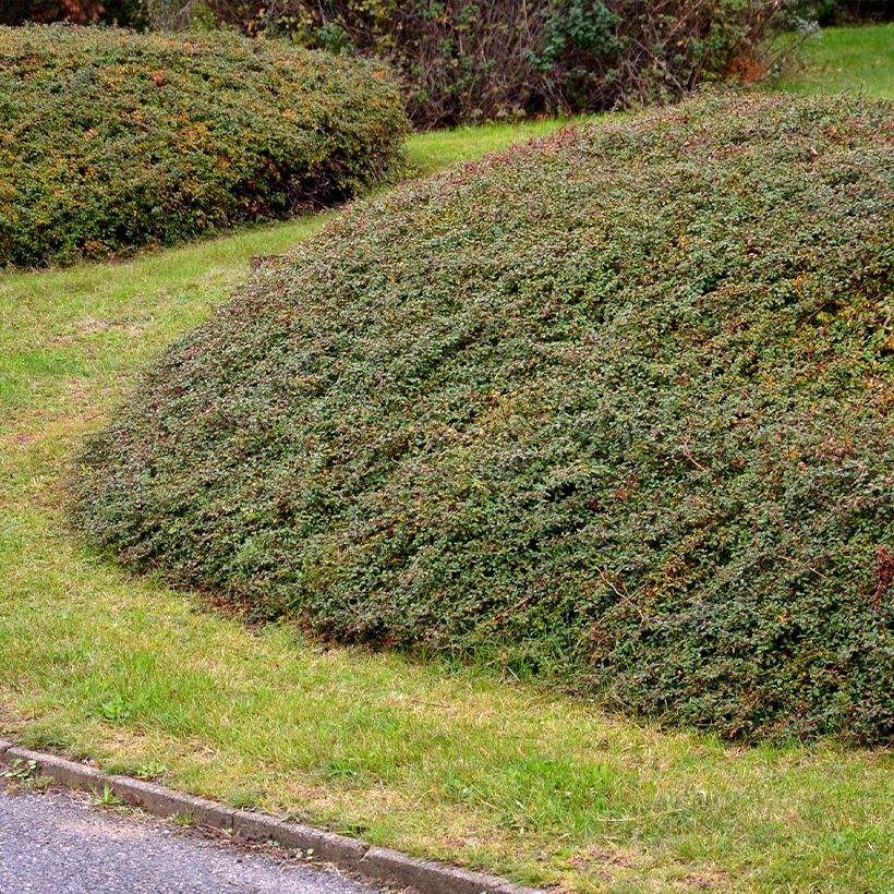 Cotoneaster divaricatus (Plant habit)