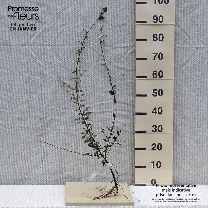 Cotoneaster franchetii Bare root sample as delivered in winter