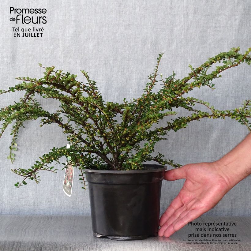 Cotoneaster horizontalis 2L/3L pot sample as delivered in summer