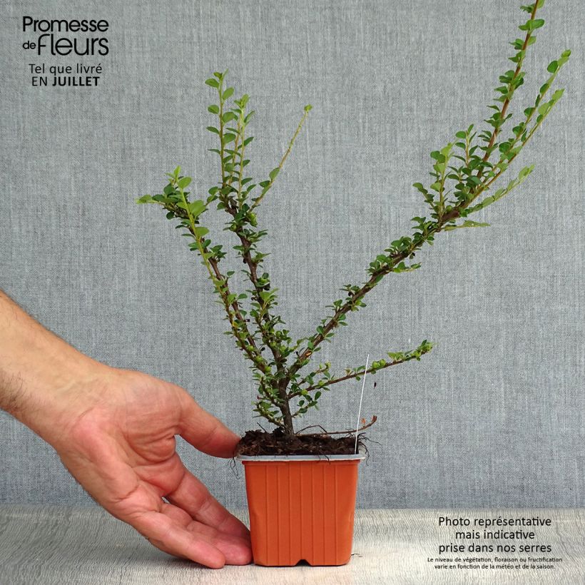 Cotoneaster horizontalis 8/9 cm pot sample as delivered in summer