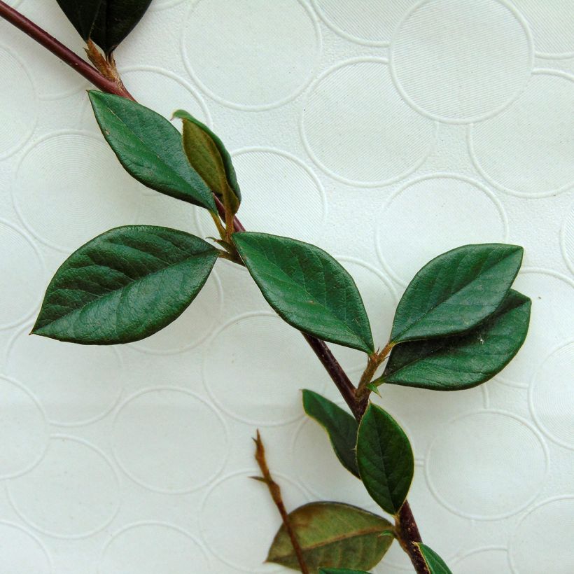 Cotoneaster lacteus - Milky Cotoneaster (Foliage)