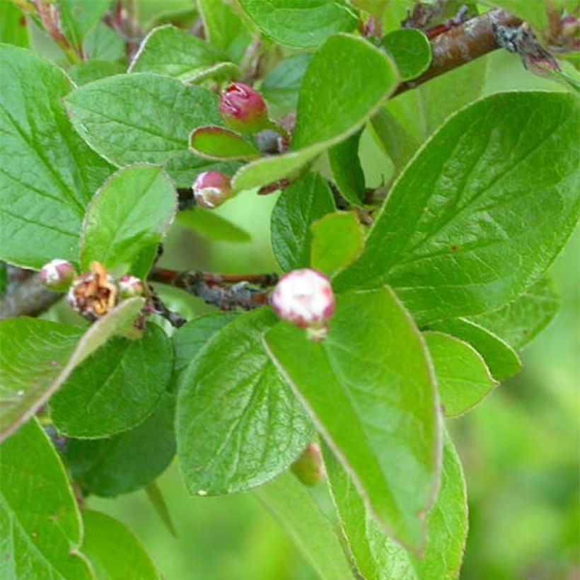 Cotoneaster lucidus (Foliage)