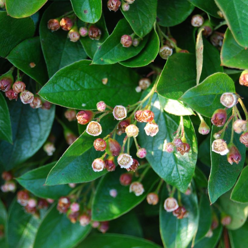 Cotoneaster lucidus (Flowering)