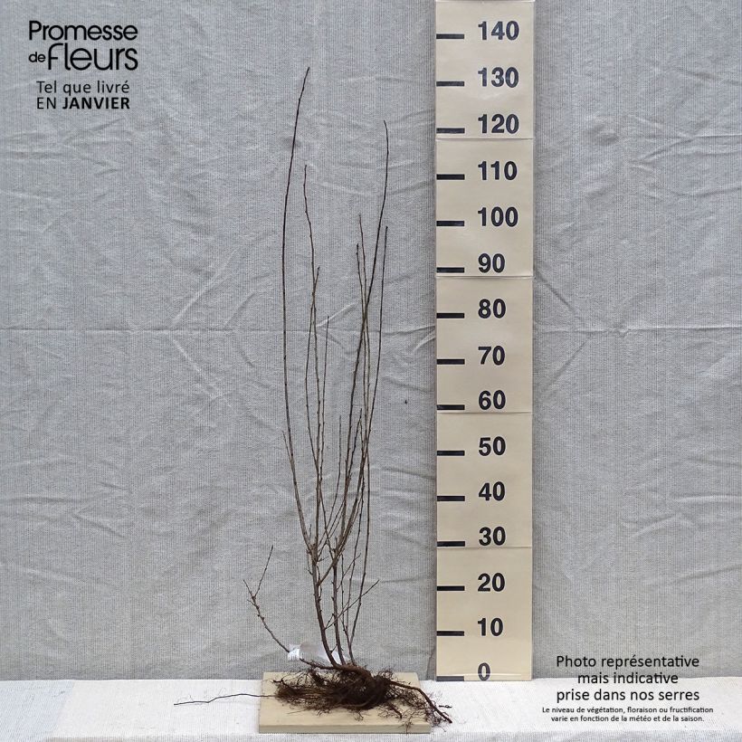 Cotoneaster lucidus Bare root sample as delivered in winter