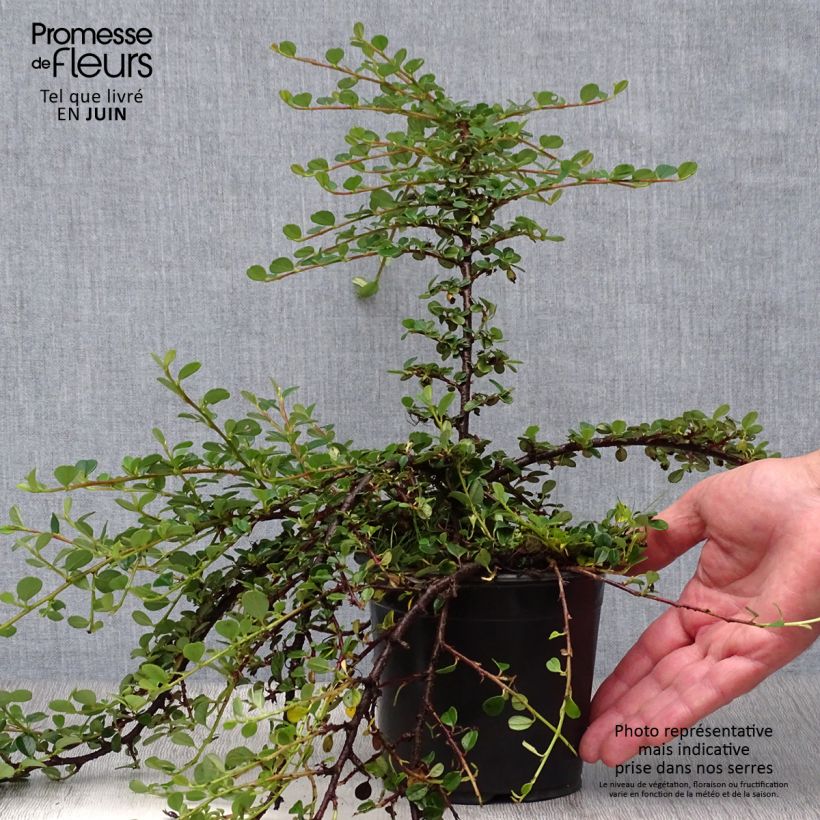 Cotoneaster procumbens Queen of Carpets 1L/1.5L pot sample as delivered in summer