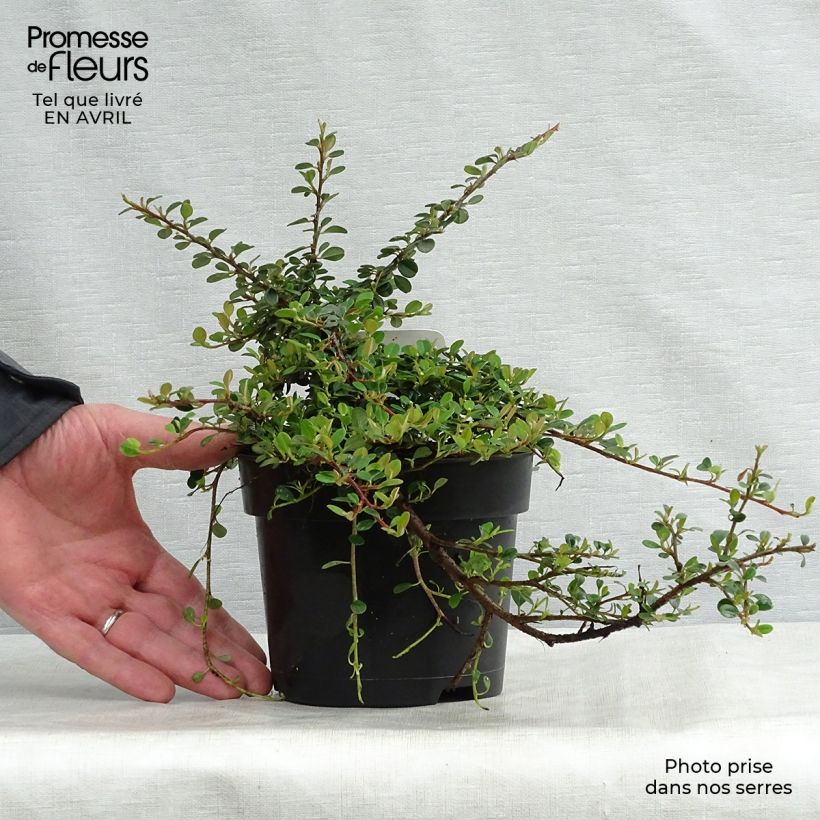 Cotoneaster procumbens Queen of Carpets sample as delivered in spring