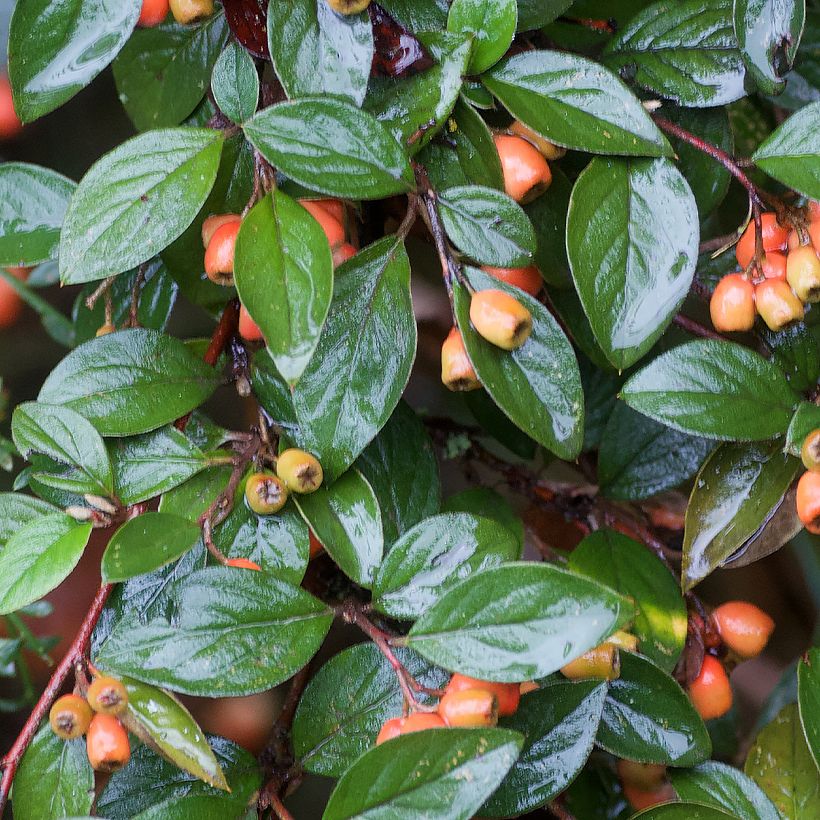 Cotoneaster simonsii (Foliage)