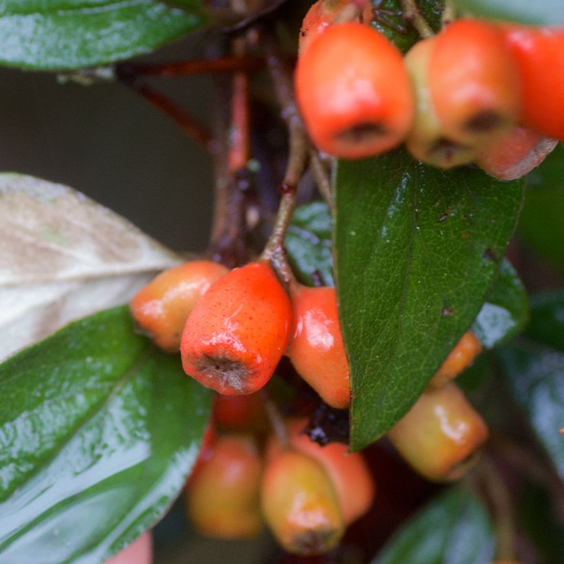 Cotoneaster simonsii (Harvest)