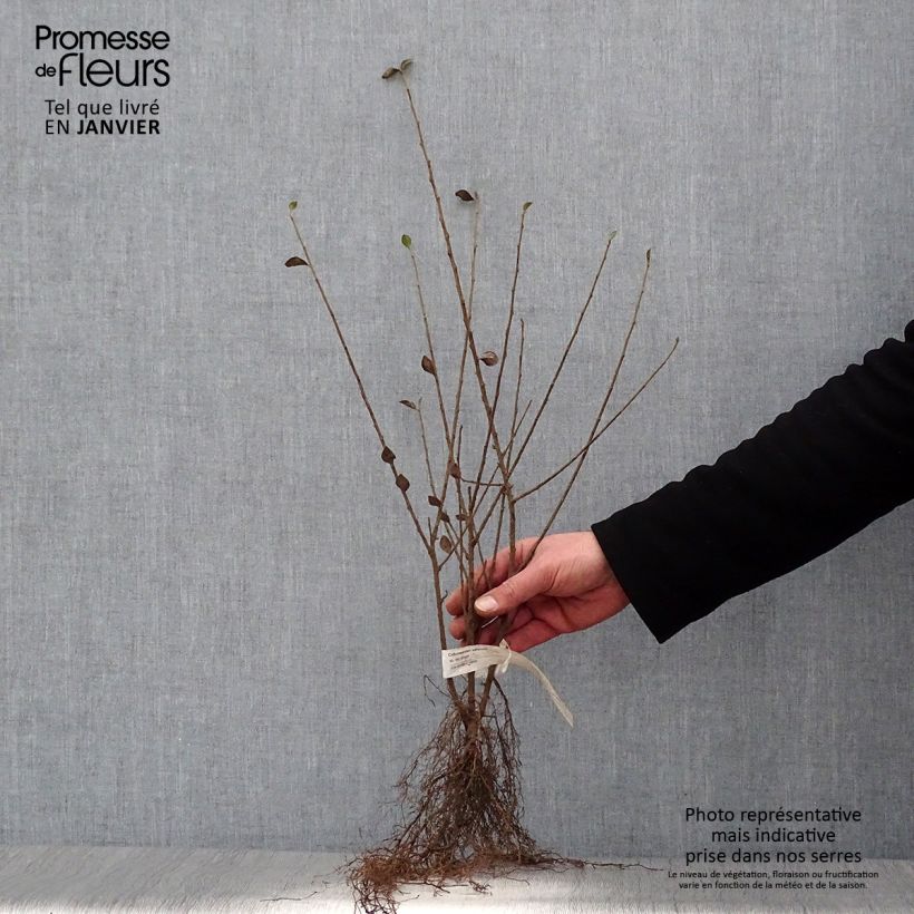 Cotoneaster simonsii Bare root sample as delivered in winter