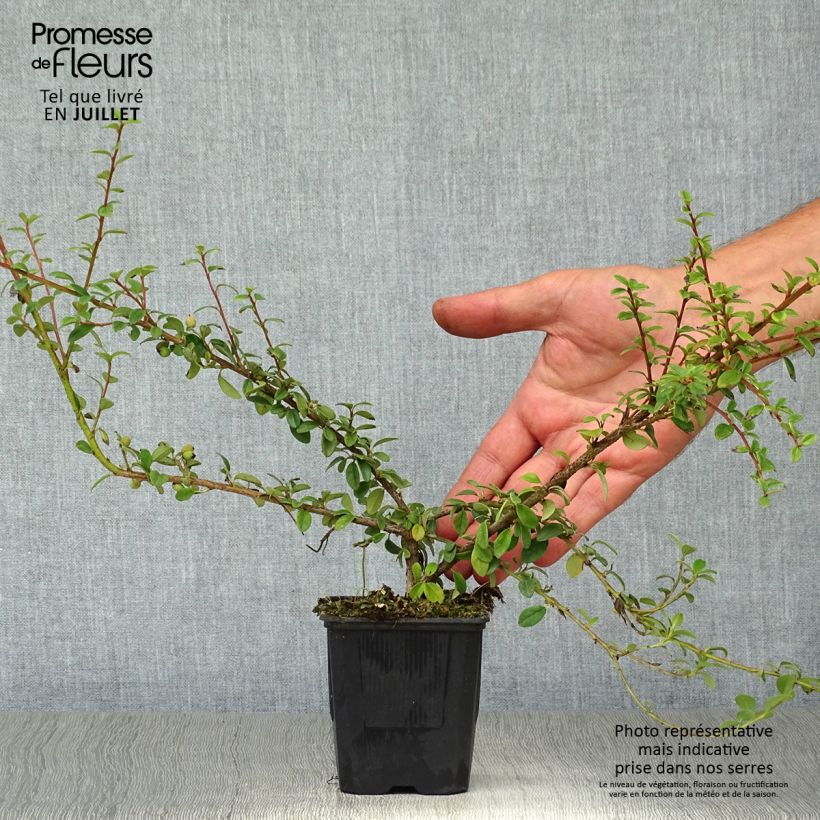 Cotoneaster suecicus Coral Beauty 8/9 cm pot sample as delivered in summer